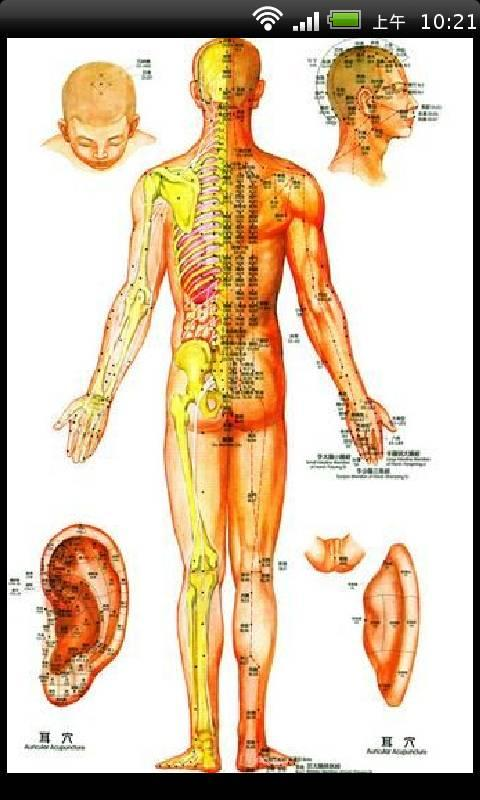 【免費健康App】中医健康养生全身经络穴位高清图-APP點子