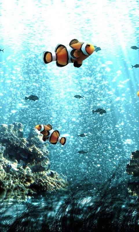 海底世界动态壁纸