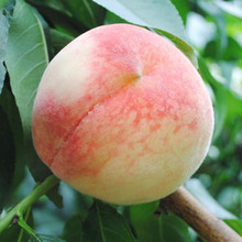 【水果桃子】最新最全水果桃子 产品参考信息
