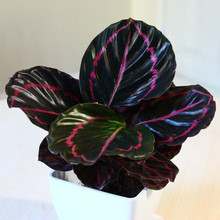 【美丽竹芋】最新最全美丽竹芋 产品参考信息_一淘搜索