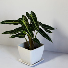 【<em>小仙女植物</em>】最新最全<em>小仙女植物</em> 产品参考
