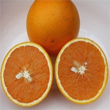 【红江橙】最新最全红江橙 产品参考信息