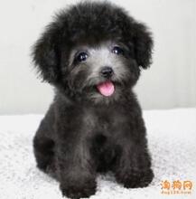 【灰色泰迪犬】最新最全灰色泰迪犬 产品参考