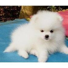 【白博美】最新最全白博美 产品参考信息