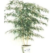 【盆栽竹子品种】最新最全盆栽竹子品种 产品