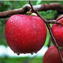 【红心苹果树苗】最新最全红心苹果树苗搭配优
