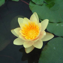 【水里养的花】最新最全水里养的花搭配优惠