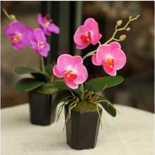 【蝴蝶兰营养土】最新最全蝴蝶兰营养土搭配优