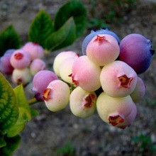 【盆栽蓝莓苗北方种植】最新最全盆栽蓝莓苗北