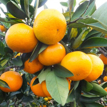 【橘子树的嫁接】最新最全橘子树的嫁接搭配优