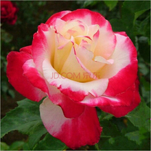 【红双喜藤本月季】最新最全红双喜藤本月季搭配优惠_一淘网