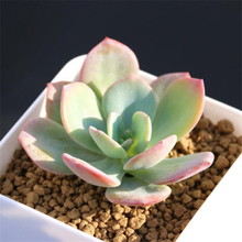 【白凤多肉】最新最全白凤多肉搭配优惠_一淘网