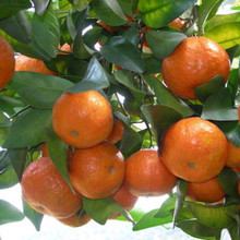 【橘子树的嫁接】最新最全橘子树的嫁接搭配优