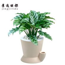 【卧室绿植】_绿植园艺价格_最新最全绿植园