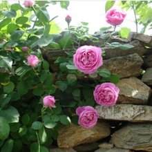 【藤本月季 自由精神】最新最全藤本月季 自由精神搭配优惠_一淘网