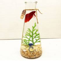 【桌面生态瓶 鱼】_正品海淘特卖代购-淘宝全