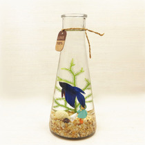 【桌面生态瓶 鱼】_正品海淘特卖代购-淘宝全