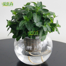 【薄荷水培】最新最全薄荷水培搭配优惠_一淘网