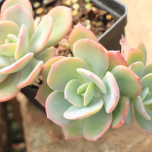 【白凤多肉】最新最全白凤多肉搭配优惠_一淘网