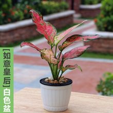 【植物 皇后 如意】最新最全植物 皇后 如意搭配