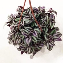 【紫竹吊兰】最新最全紫竹吊兰搭配优惠