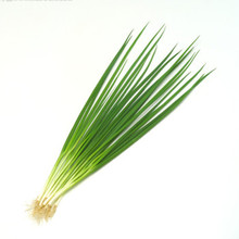 【小香葱种】最新最全小香葱种返利优惠