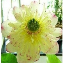 【水里养的花】最新最全水里养的花搭配优惠