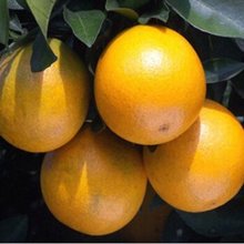 【橙子树苗】最新最全橙子树苗搭配优惠