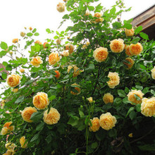 【欧月扦插小苗】最新最全欧月扦插小苗搭配优惠_一淘网