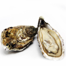 【吉拉多生蚝】最新最全吉拉多生蚝搭配优惠