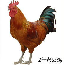 【老公鸡】最新最全老公鸡 产品参考信息