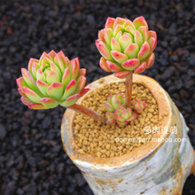 【多肉植物马库斯】_绿植园艺价格_最新最全绿植园艺搭配优惠_一淘网