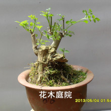 【对节白蜡小盆景】最新最全对节白蜡小盆景 