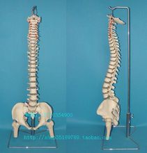 【脊椎侧弯】最新最全脊椎侧弯 产品参考信息