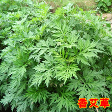 【香艾草种子】最新最全香艾草种子 产品参考