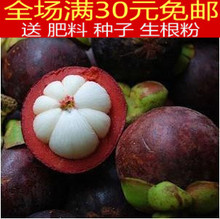 【山竹树】最新最全山竹树 产品参考信息