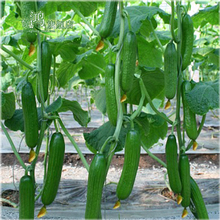 【荷兰小黄瓜种子】最新最全荷兰小黄瓜种子 产品参考信息_一淘搜索