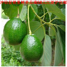 【牛油果树苗】最新最全牛油果树苗 产品参考