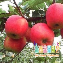 【苹果树苗北方种植】最新最全苹果树苗北方种