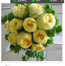 【月季金丝雀】最新最全月季金丝雀 产品参考