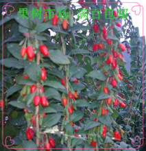 【当年结果枸杞树】最新最全当年结果枸杞树 