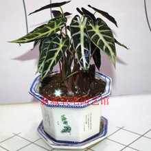 【<em>小仙女植物</em>】最新最全<em>小仙女植物</em> 产品参考