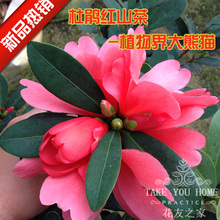 【四季杜鹃茶花】最新最全四季杜鹃茶花 产品