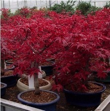 【盆栽枫树】最新最全盆栽枫树 产品参考信息