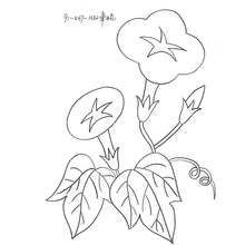 喇叭花白描图片_王金新的工笔画_怡馨斋