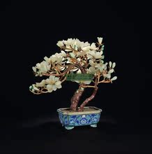 【盆栽广玉兰】最新最全盆栽广玉兰 产品参考