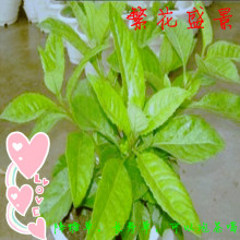 【降糖草】最新最全降糖草 产品参考信息