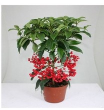 【黄金万两花】最新最全黄金万两花 产品参考信息_一淘搜索