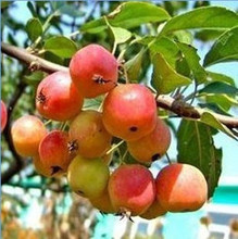 【小苹果树苗】最新最全小苹果树苗 产品参考