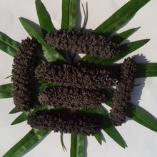 【澳洲梅花参】_澳洲梅花参价格\/图片\/评价\/怎